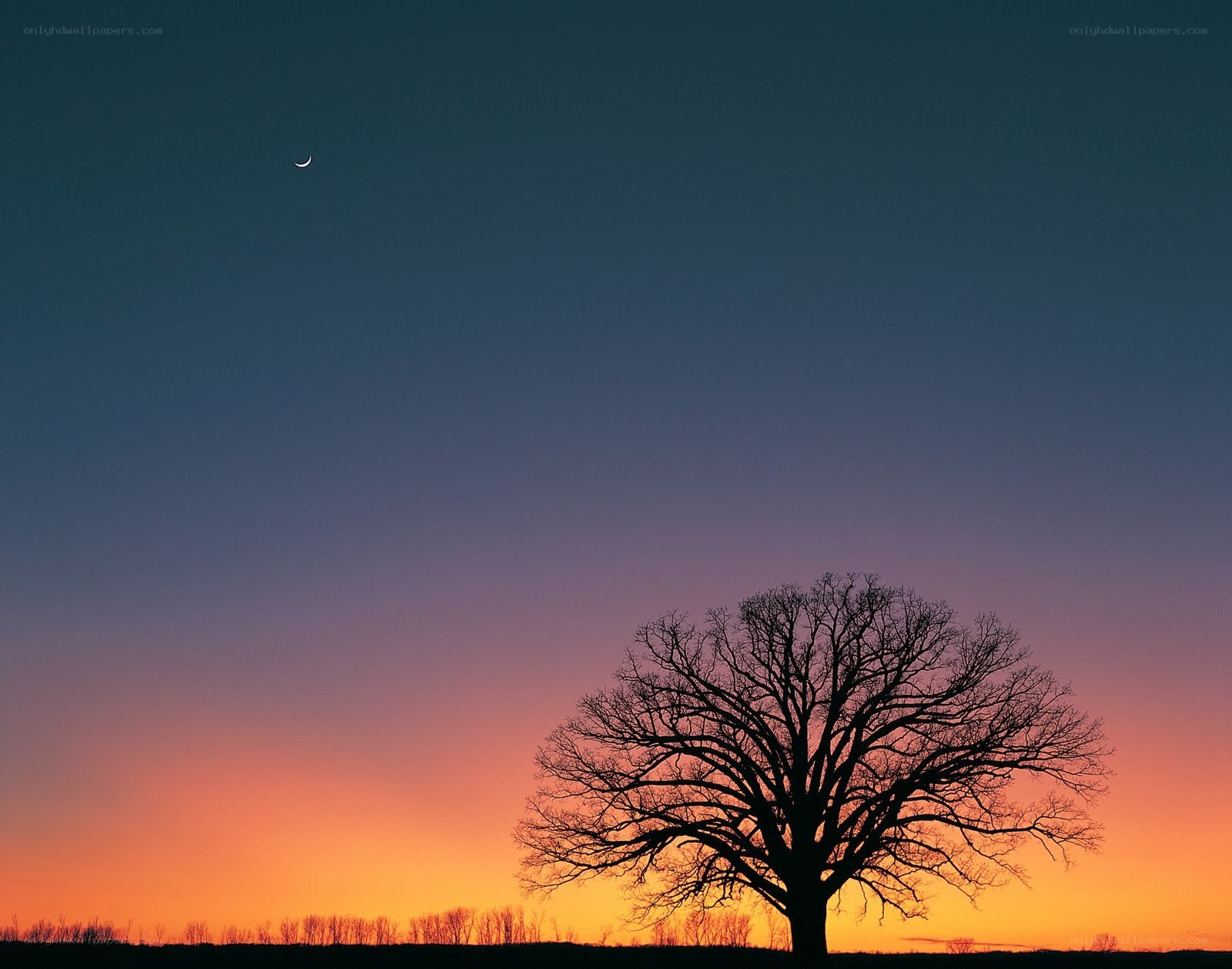 Silhouette tree at sunset