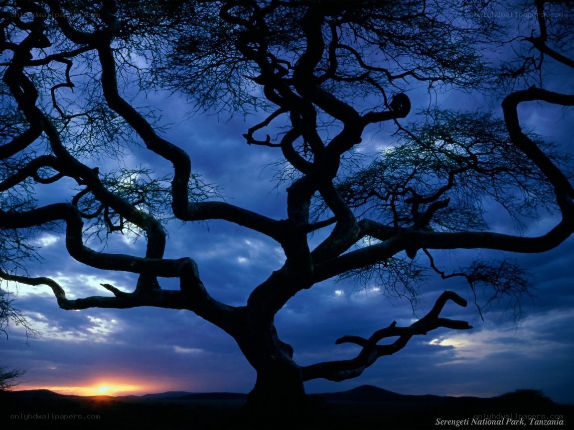 Silhouette tree at sunset