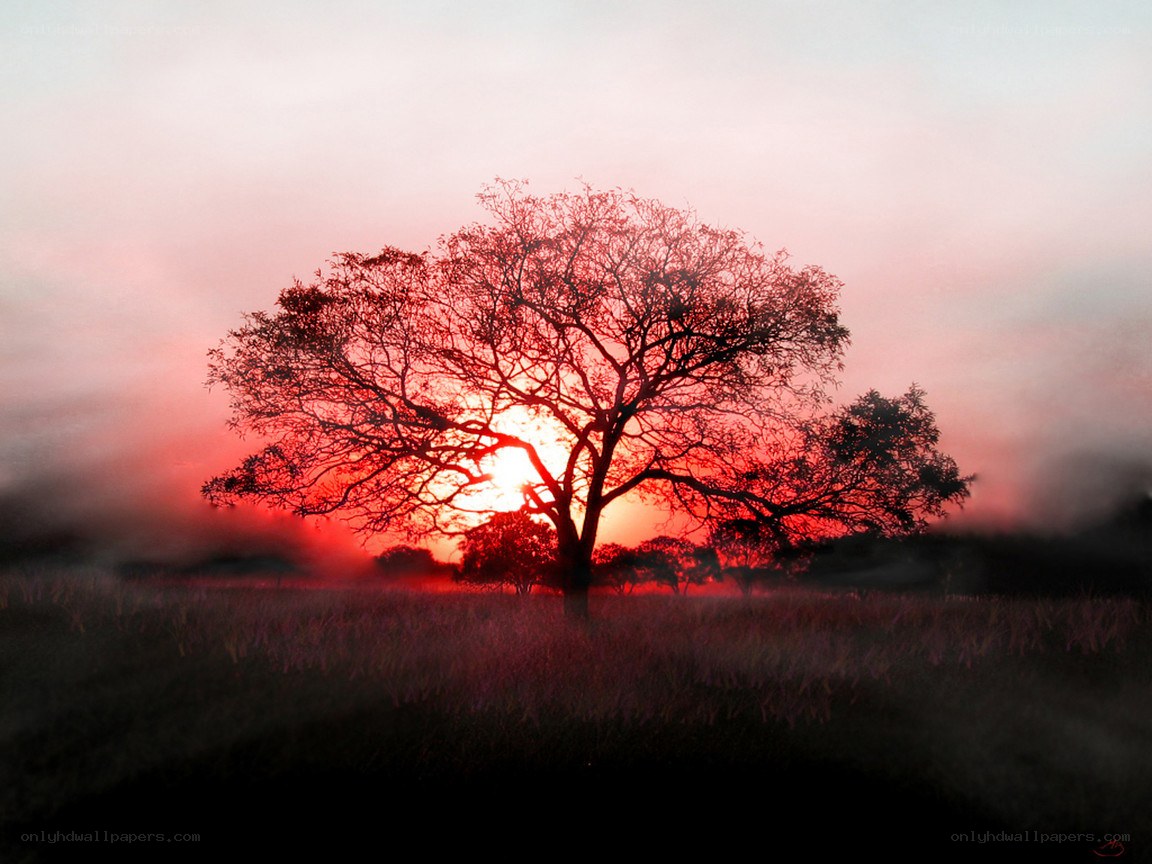 Silhouette tree at sunset