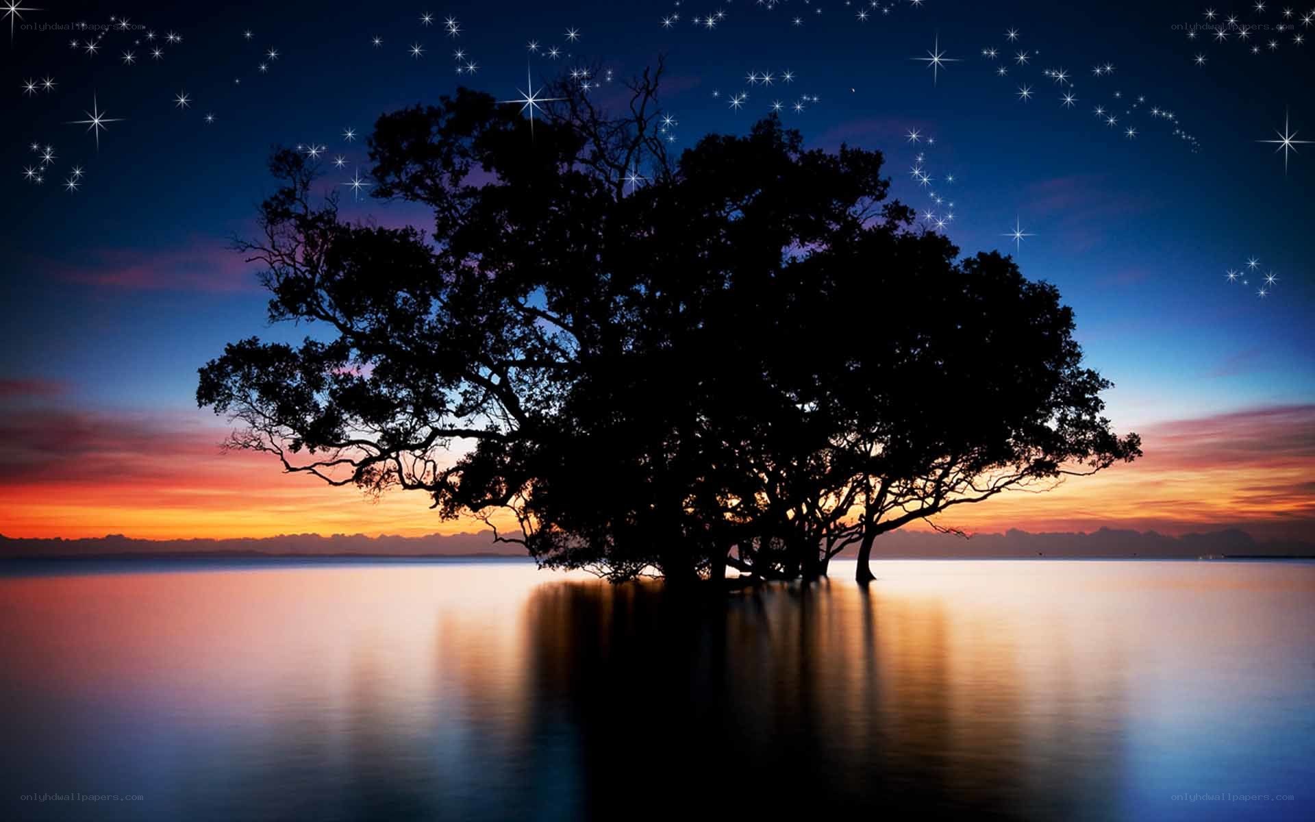 Silhouette tree at sunset