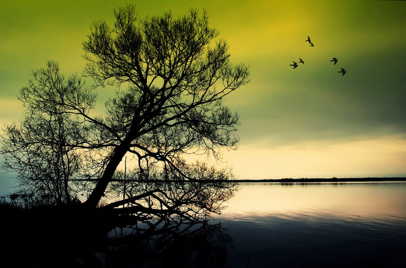 Silhouette tree at sunset