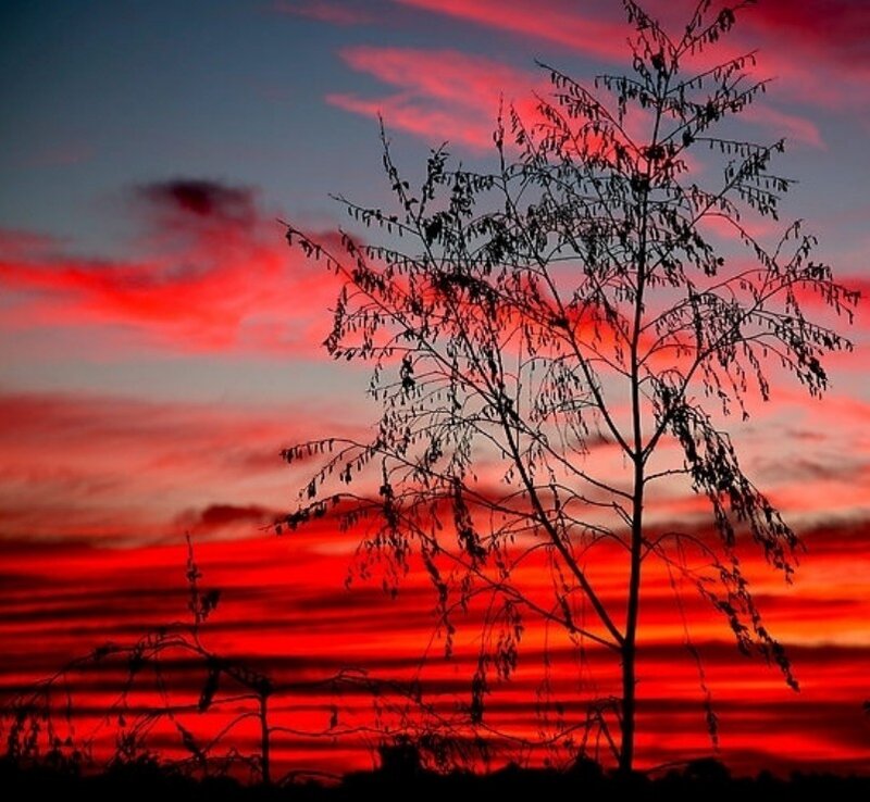 Silhouette tree at sunset