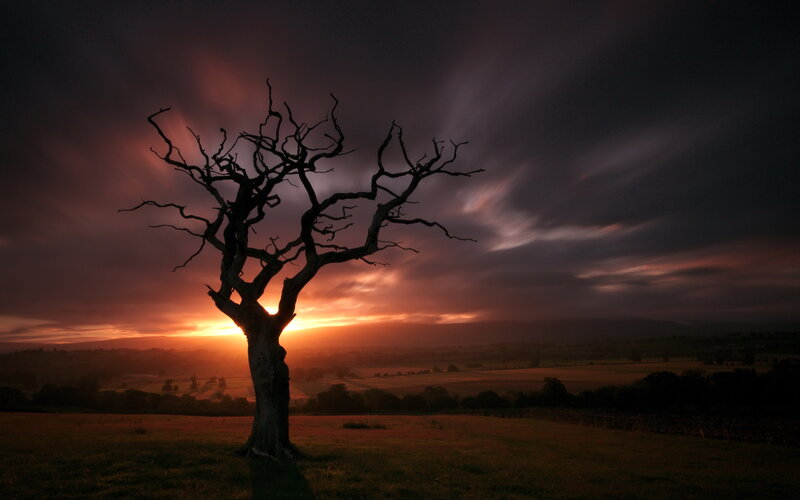 Silhouette tree at sunset
