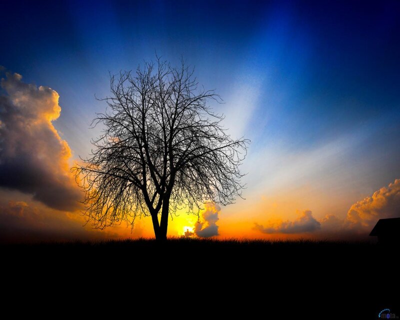 Silhouette tree at sunset