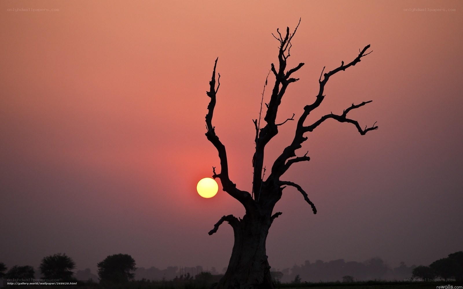 Silhouette tree at sunset