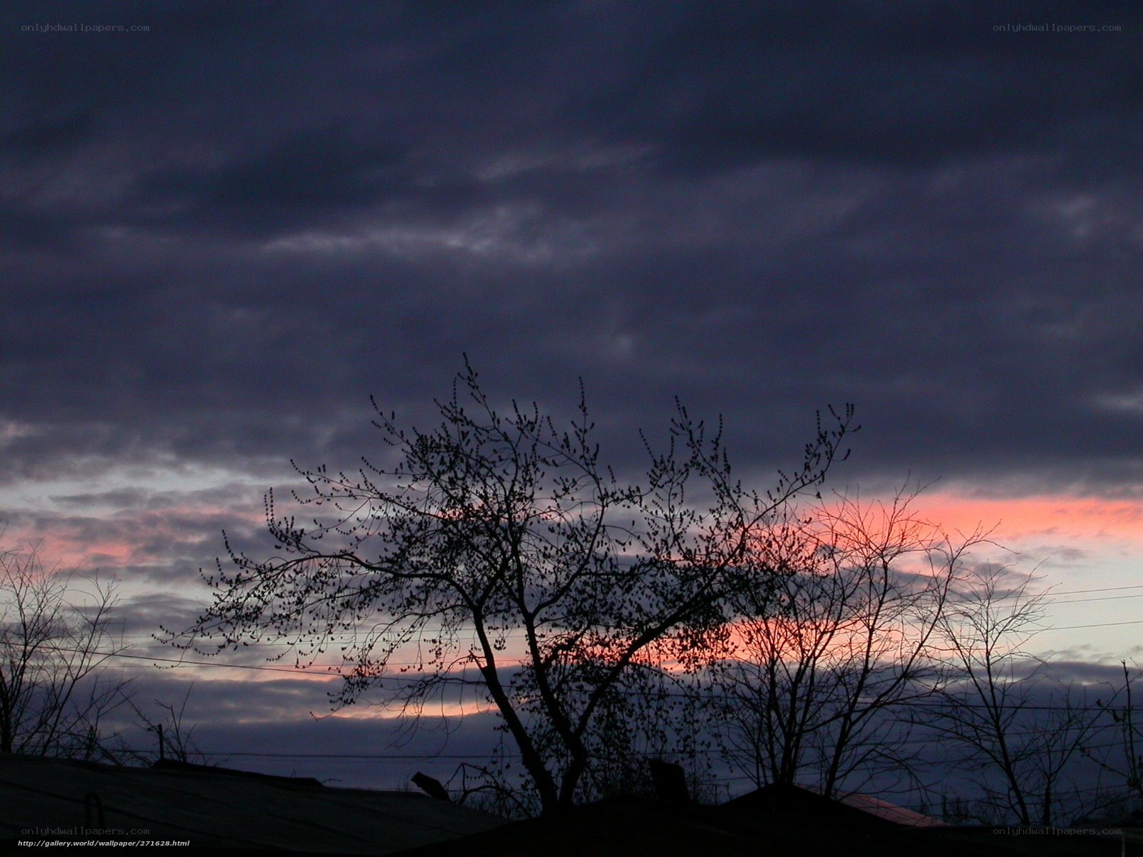 Silhouette tree at sunset