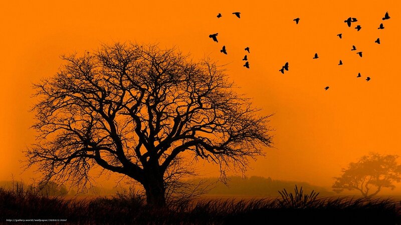 Silhouette tree at sunset