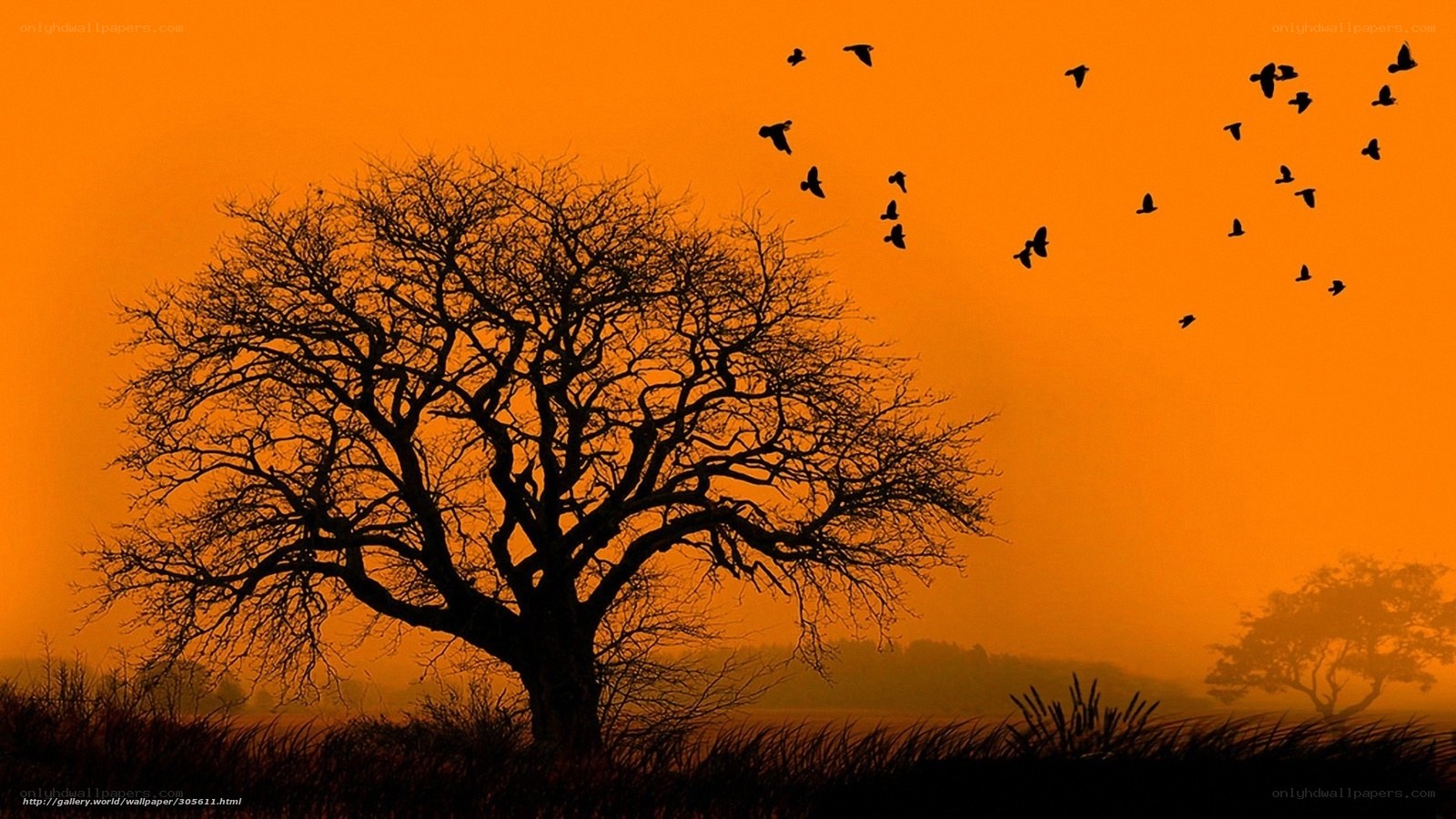 Silhouette tree at sunset