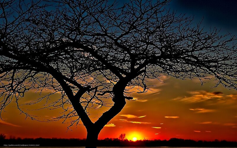 Silhouette tree at sunset