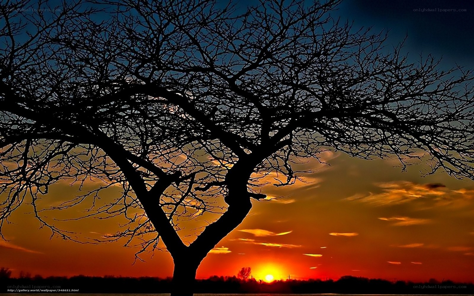 Silhouette tree at sunset