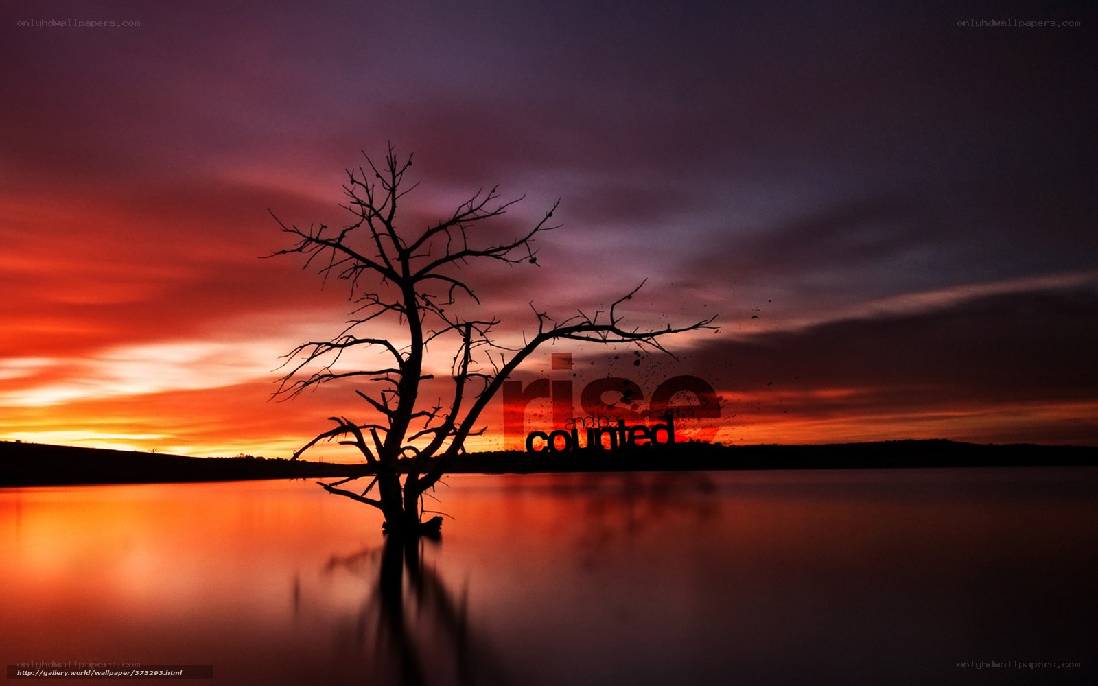 Silhouette tree at sunset