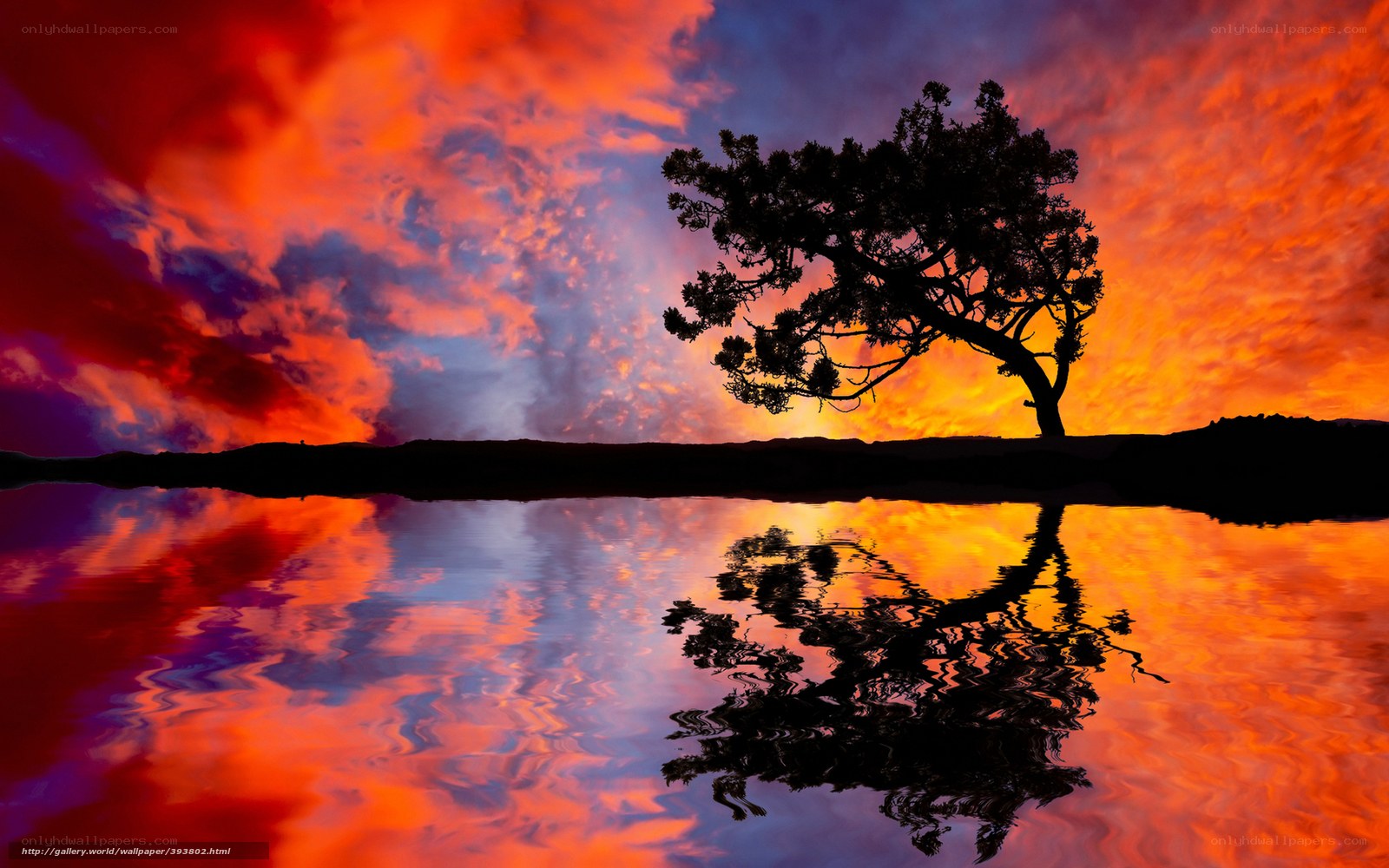 Silhouette tree at sunset