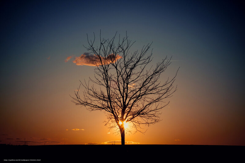 Silhouette tree at sunset