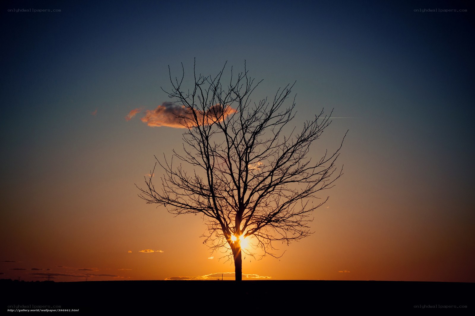 Silhouette tree at sunset