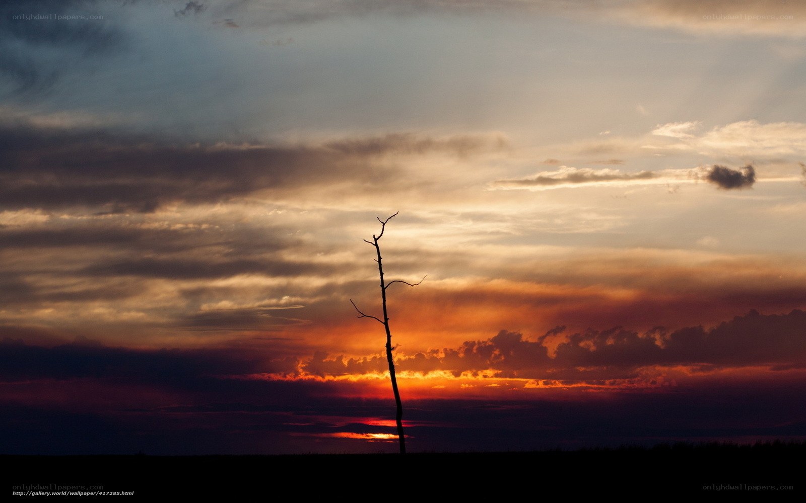 Silhouette tree at sunset