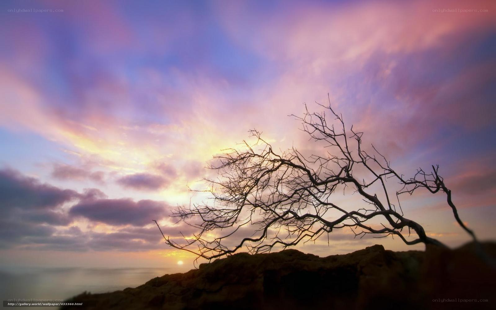 Silhouette tree at sunset