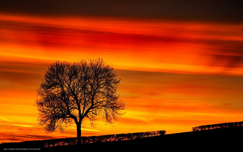 Silhouette tree at sunset