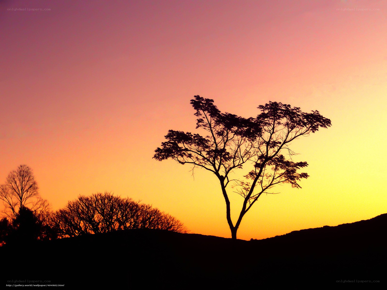 Silhouette tree at sunset