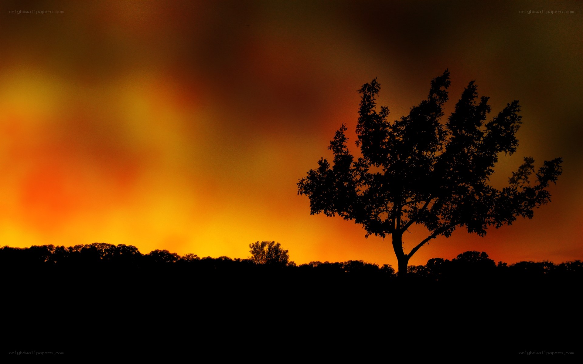 Silhouette tree at sunset