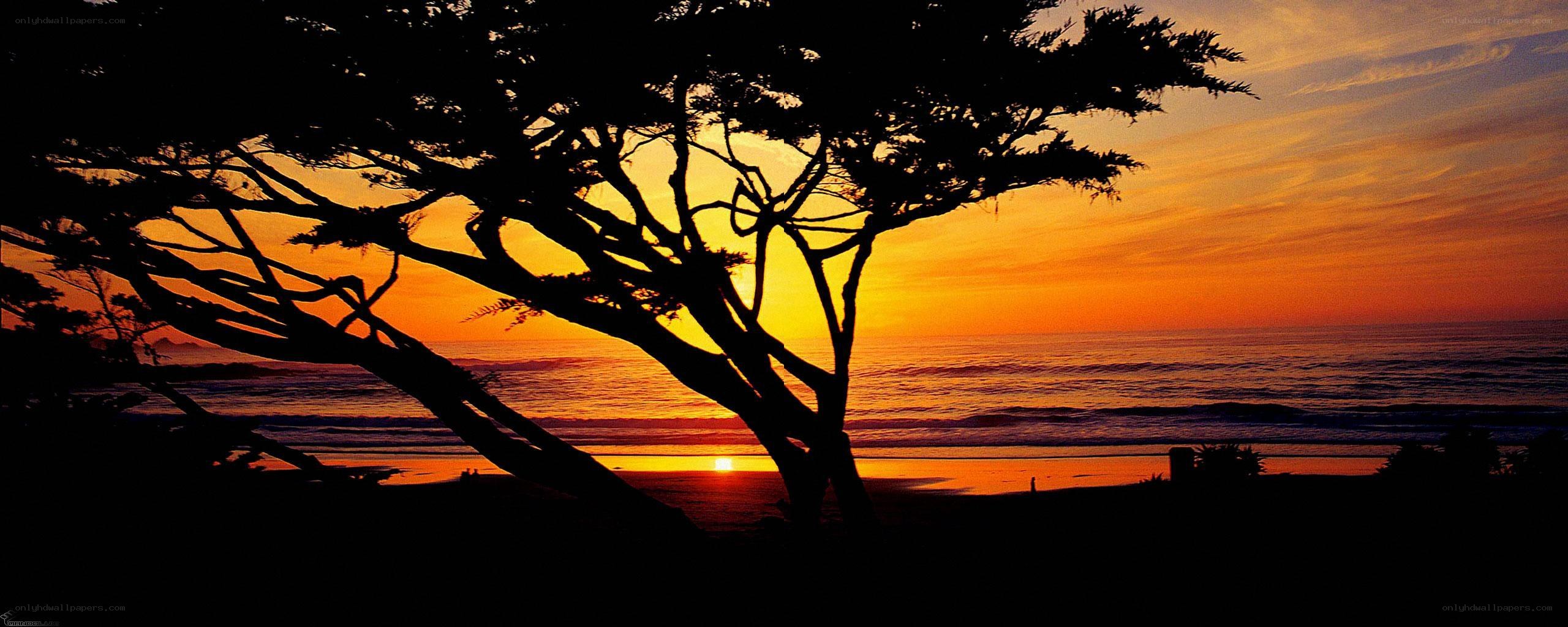 Silhouette tree at sunset