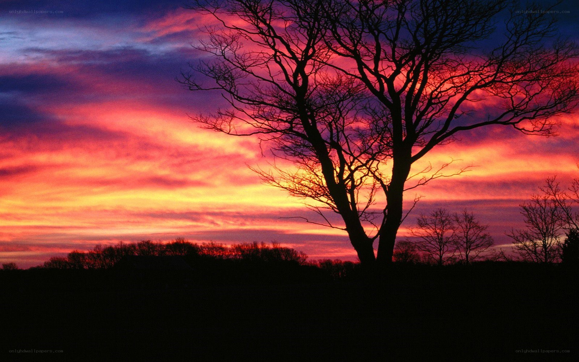 Silhouette tree at sunset