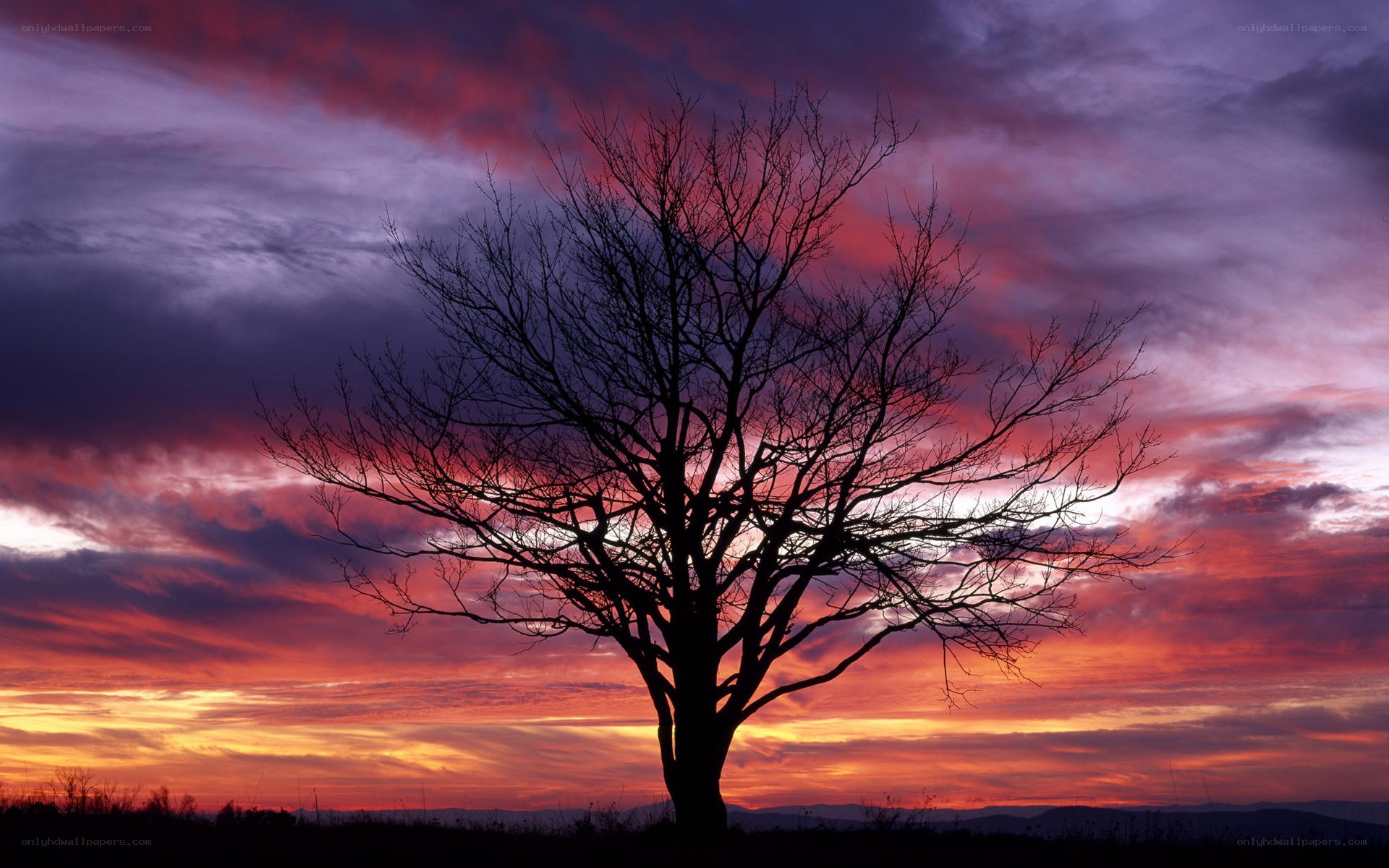 Silhouette tree at sunset