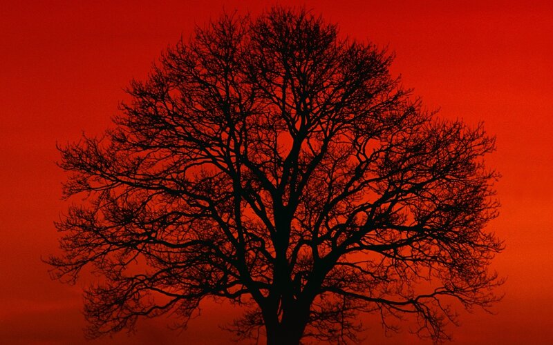 Silhouette tree at sunset