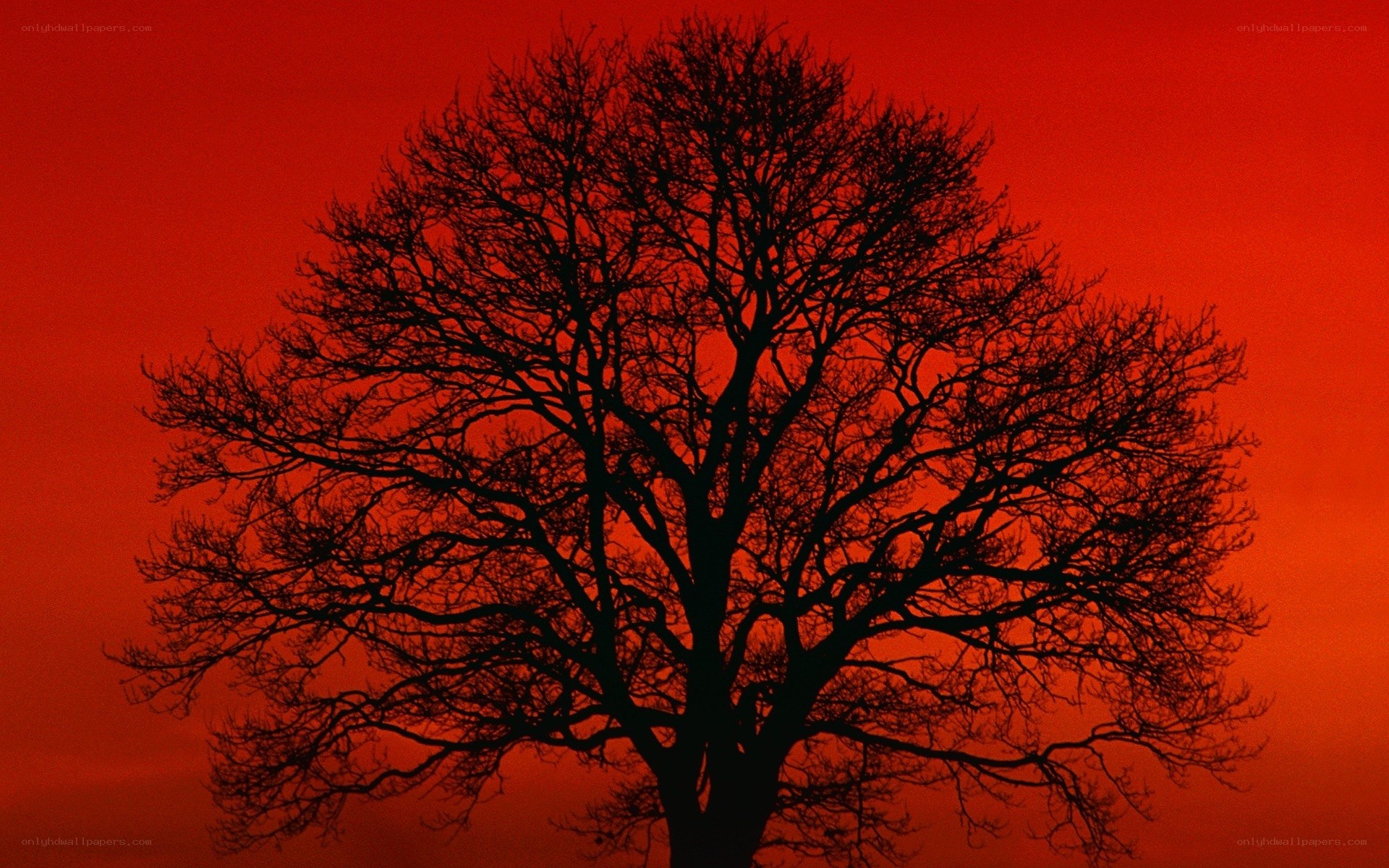 Silhouette tree at sunset