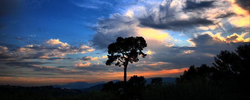 Silhouette tree at sunset