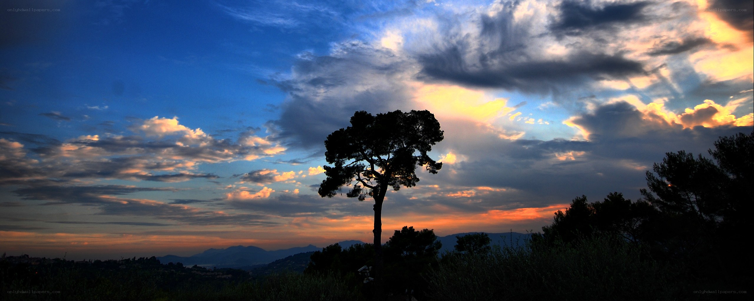 Silhouette tree at sunset