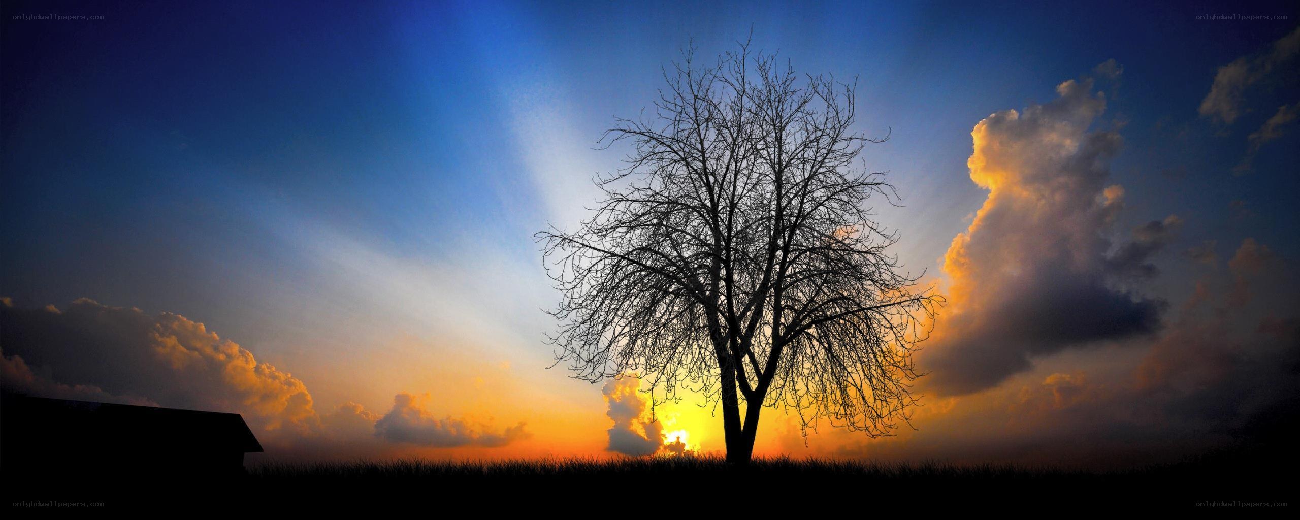 Silhouette tree at sunset