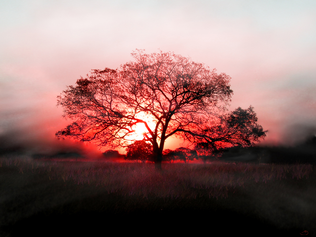 Silhouette tree at sunset