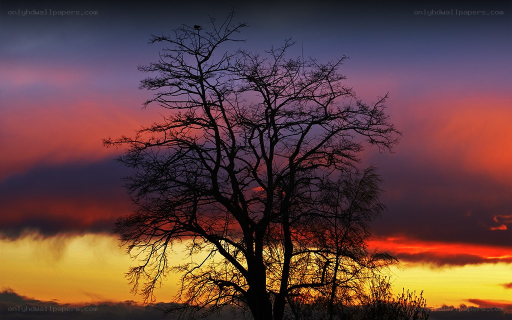 Silhouette tree at sunset