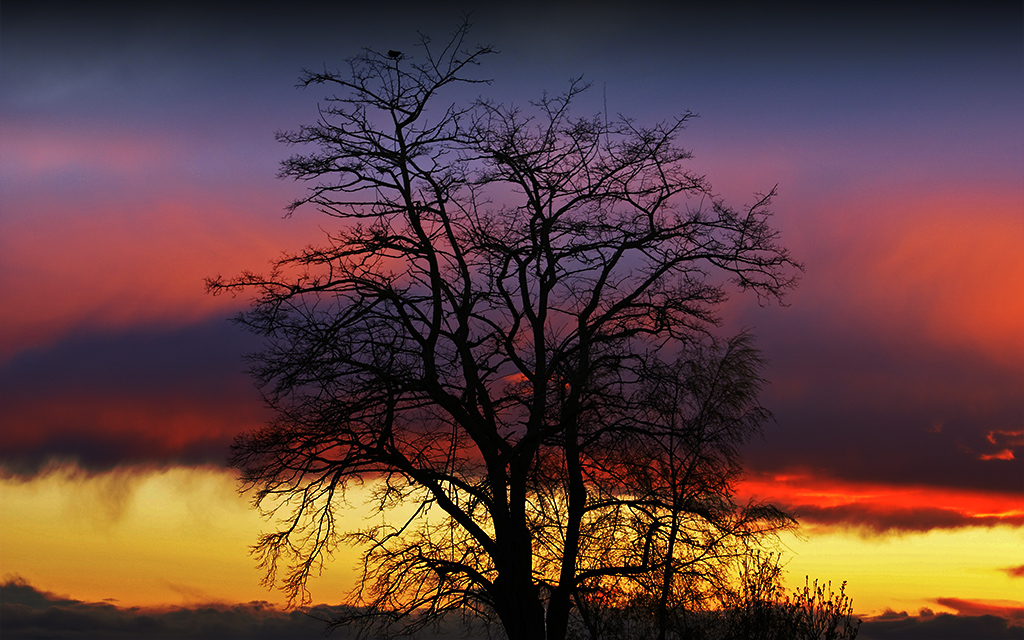 Silhouette tree at sunset
