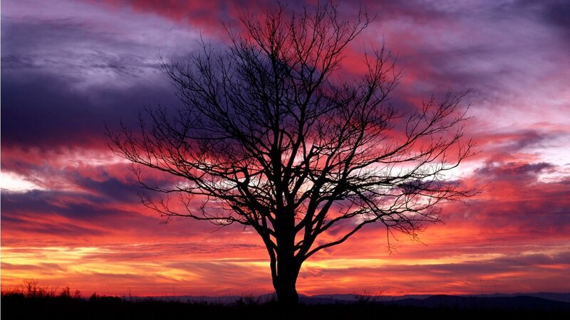 Silhouette tree at sunset