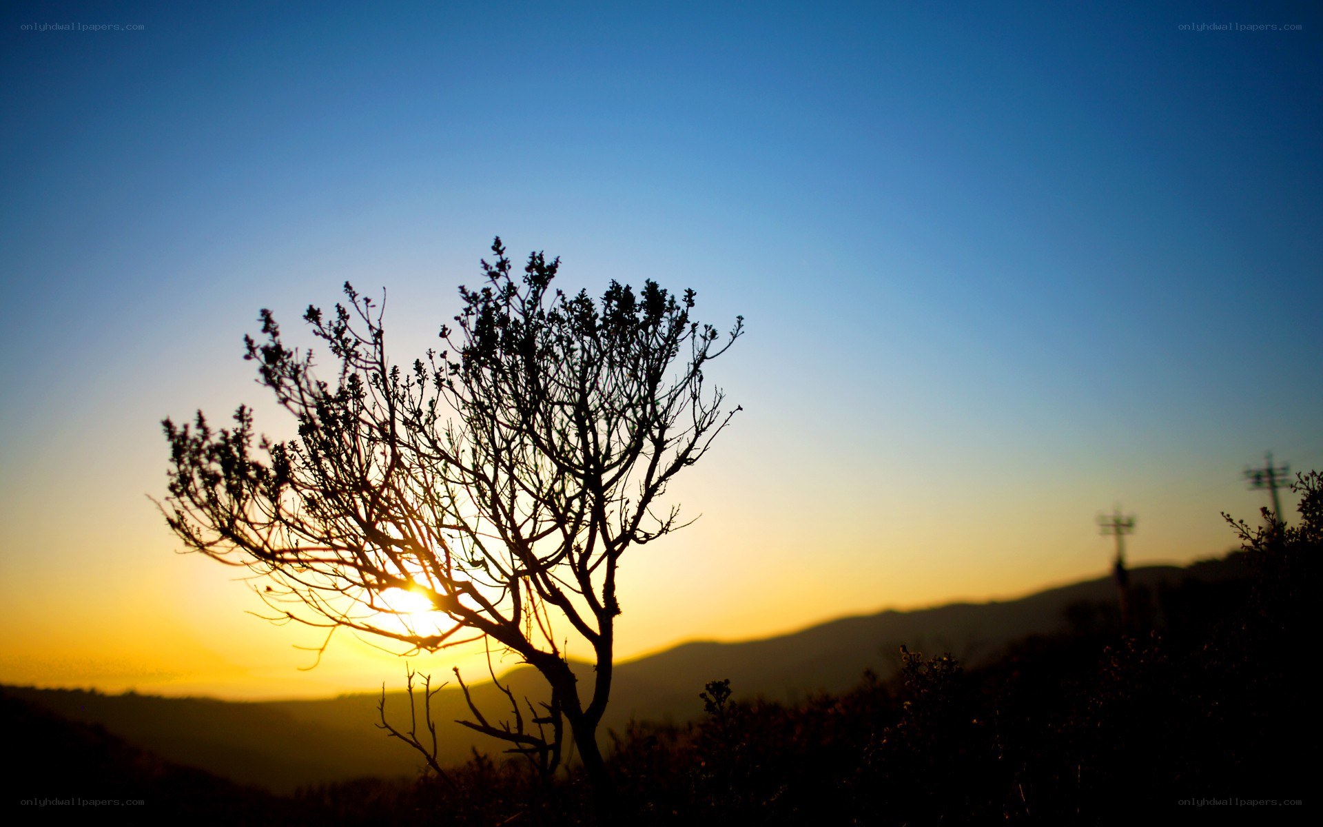 Silhouette tree at sunset