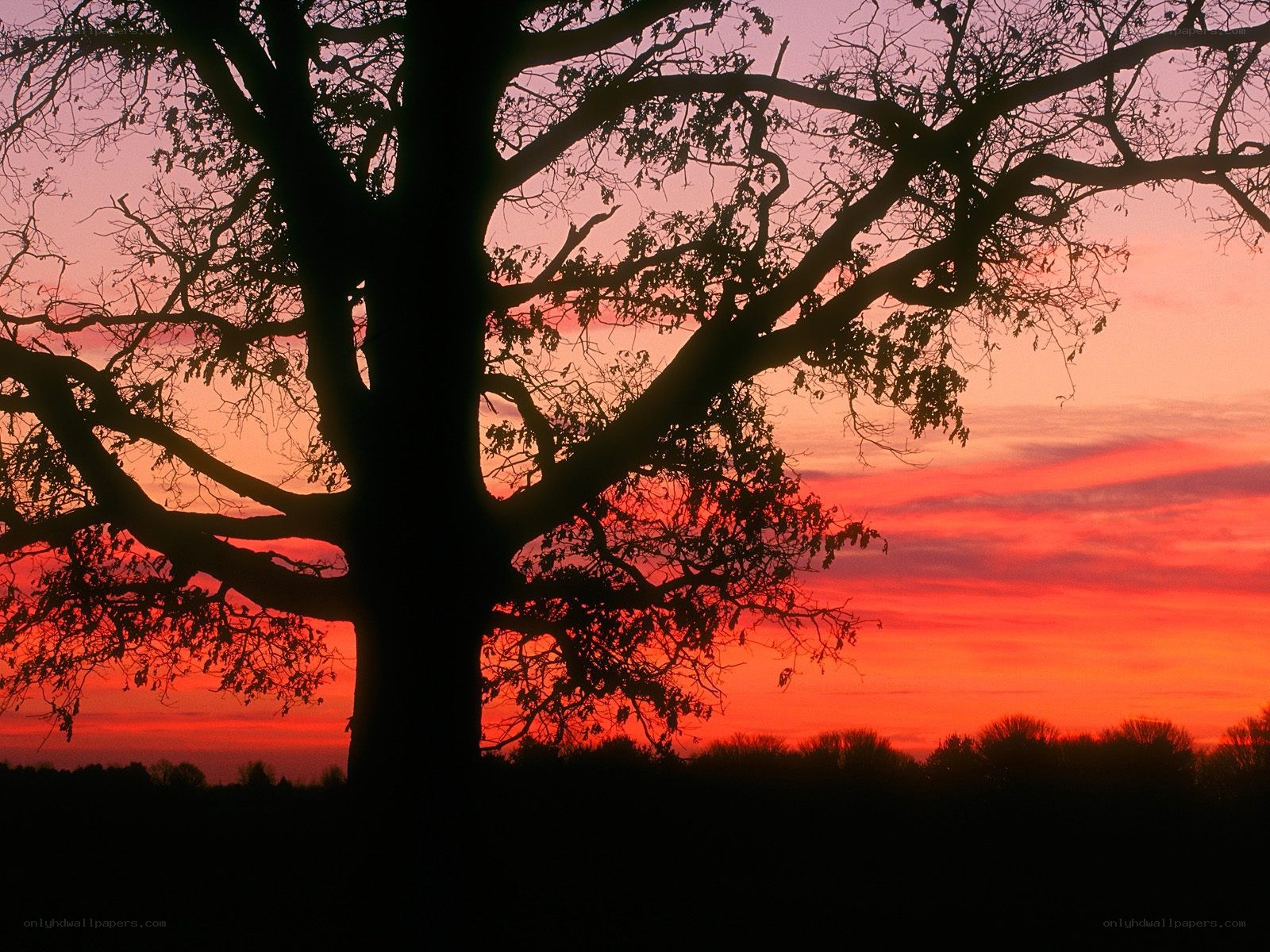 Silhouette tree at sunset
