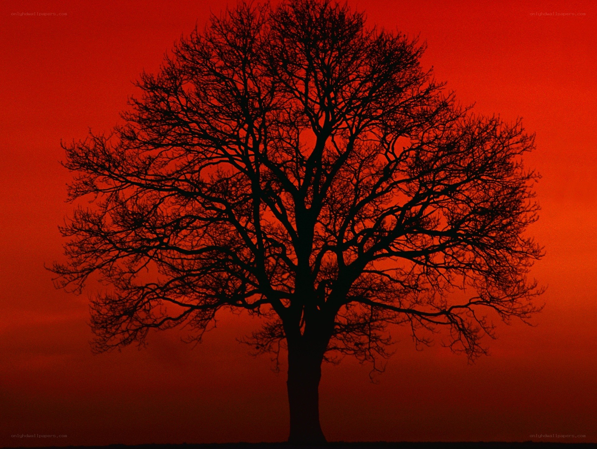 Silhouette tree at sunset