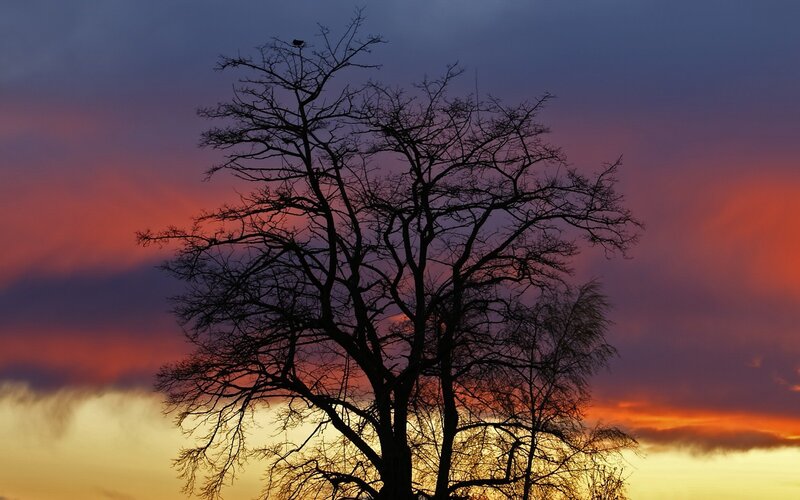 Silhouette tree at sunset