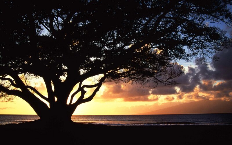 Silhouette tree at sunset