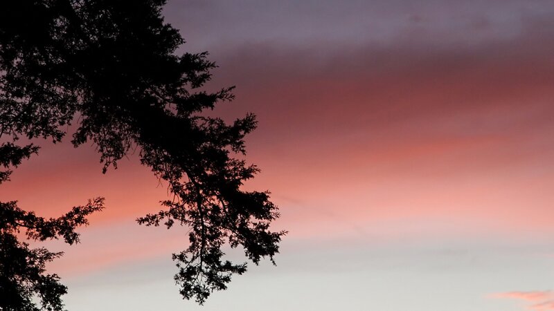 silhouette tree at sunset
