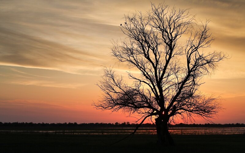Silhouette tree at sunset