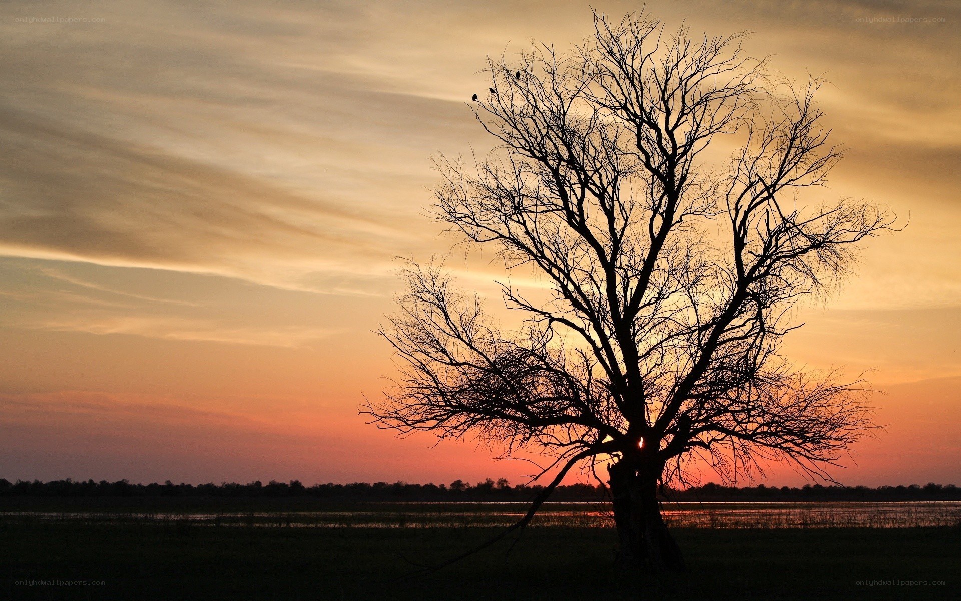 Silhouette tree at sunset