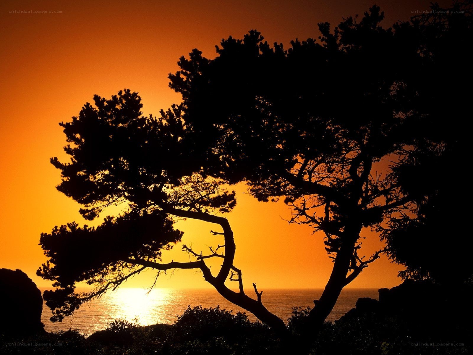 Silhouette tree at sunset