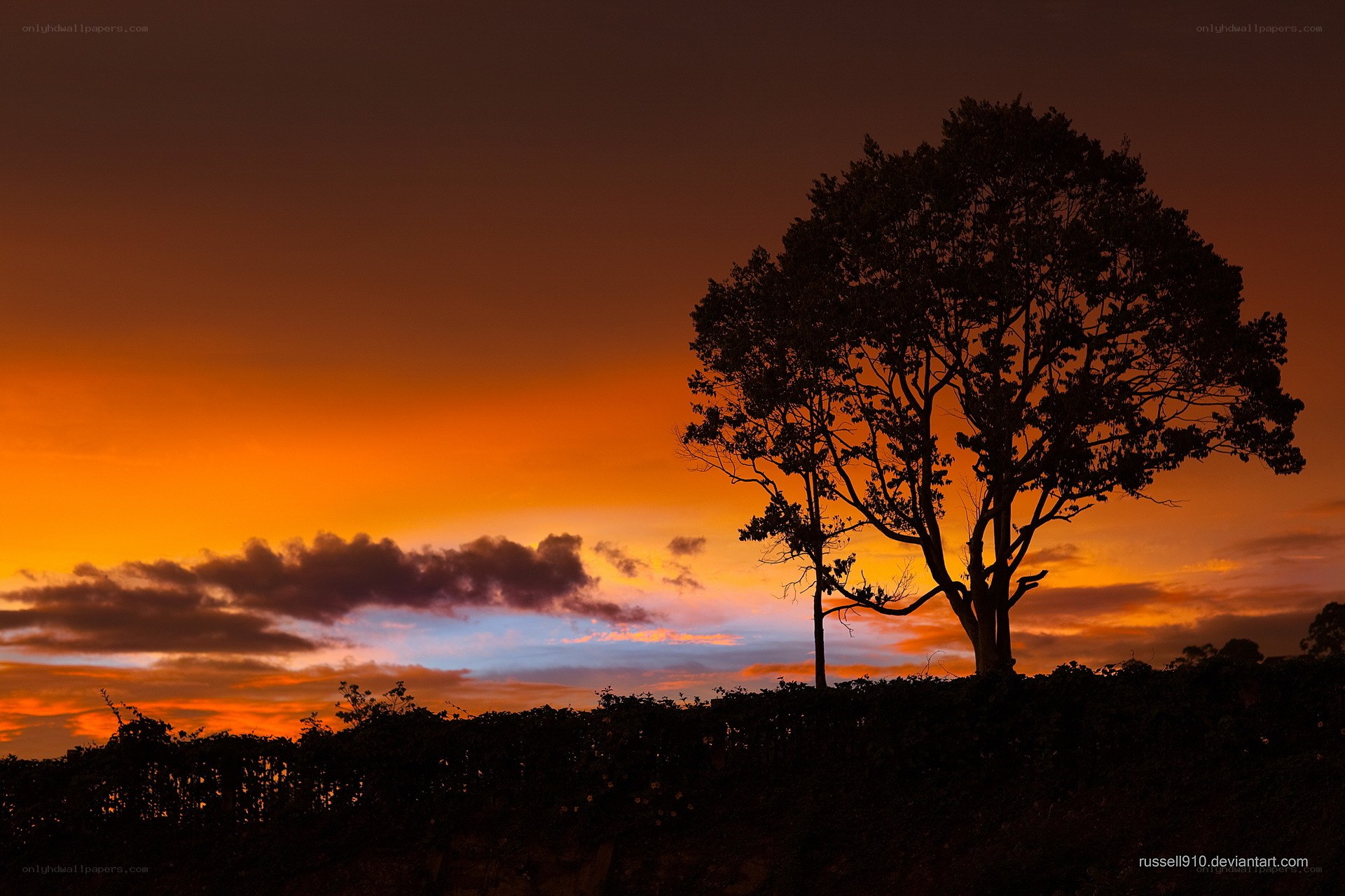 Silhouette tree at sunset