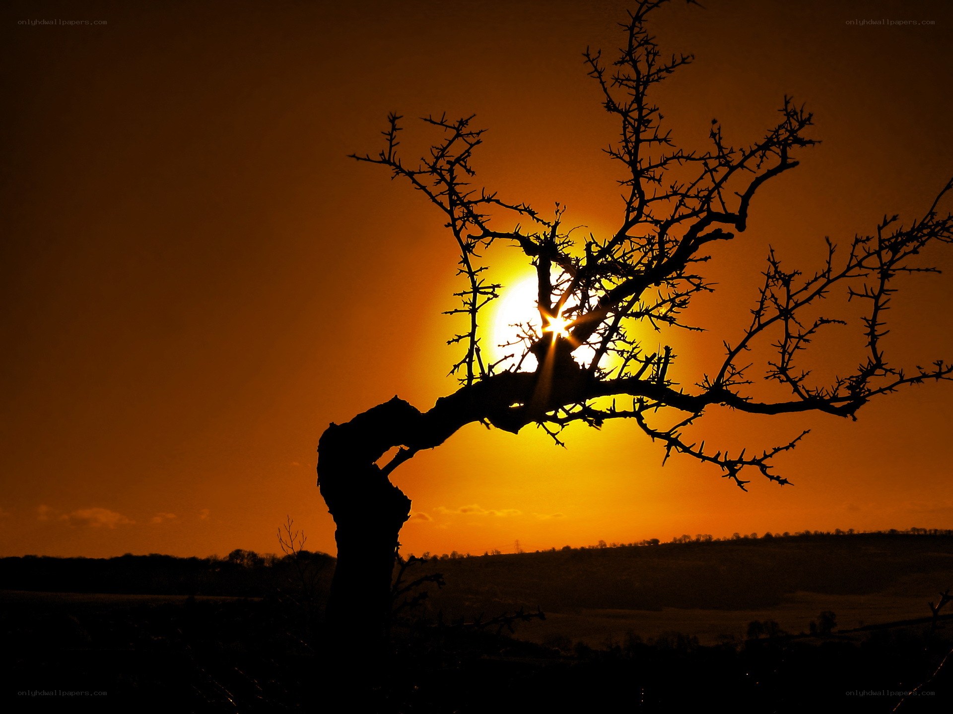 Silhouette tree at sunset