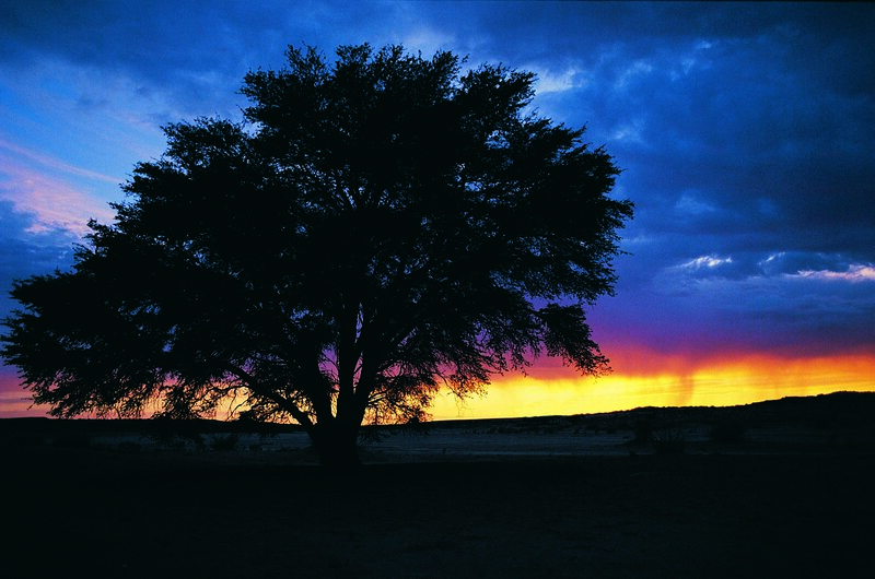 Silhouette tree at sunset