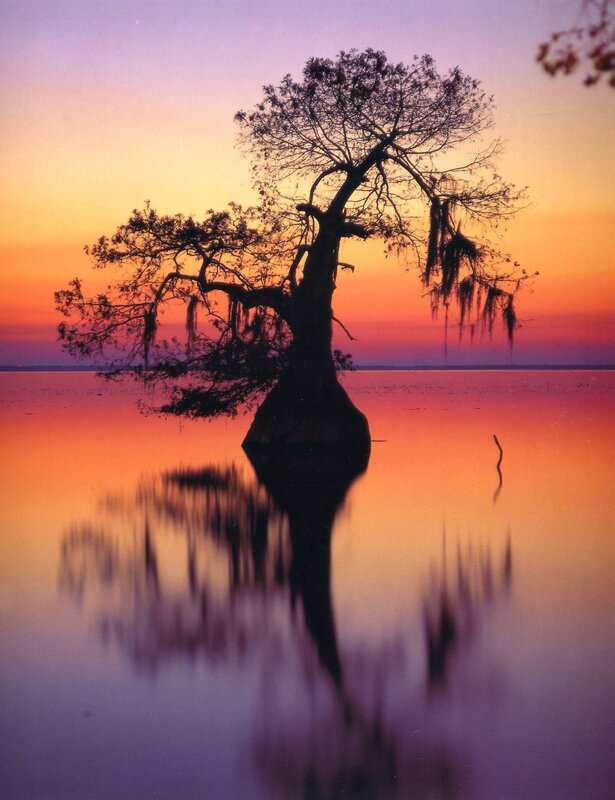 Silhouette tree at sunset