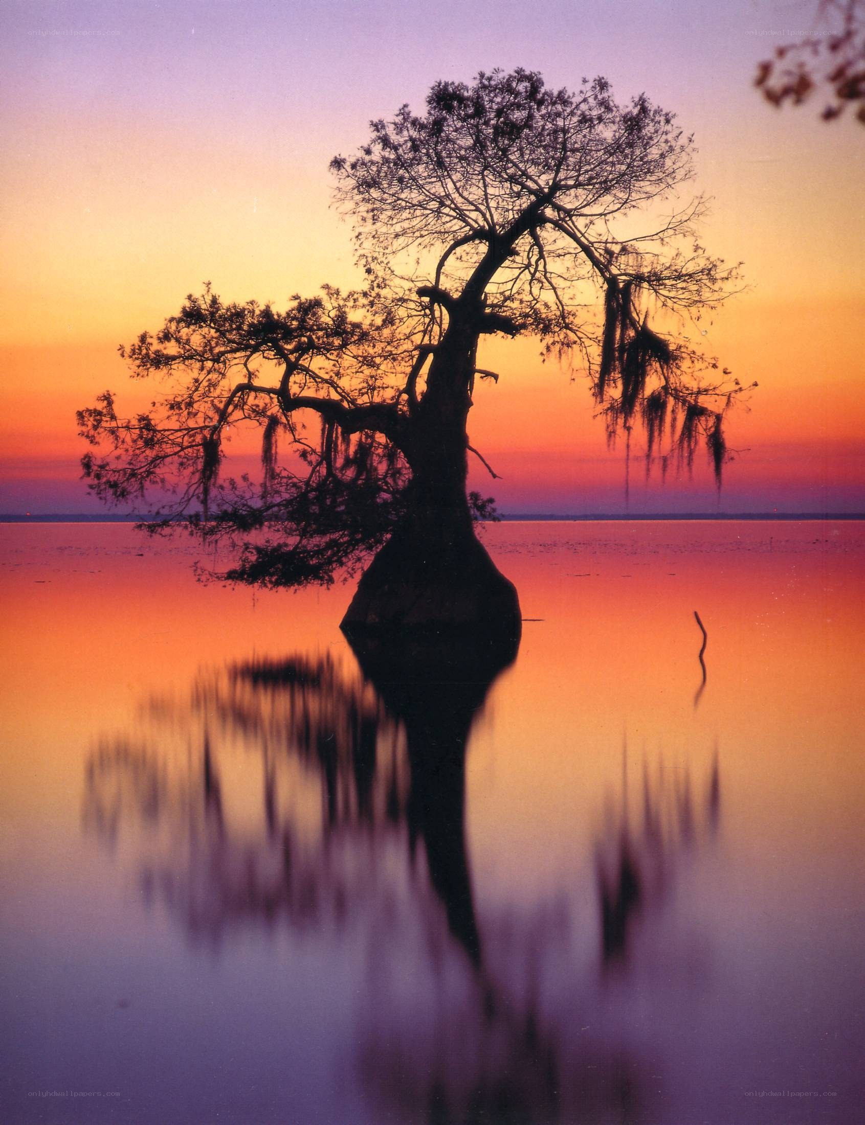Silhouette tree at sunset