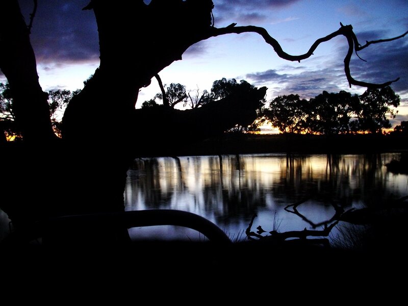 Silhouette tree at sunset